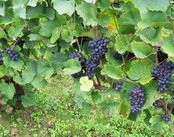 Champagne vendange 2006 harvest - pinot noir